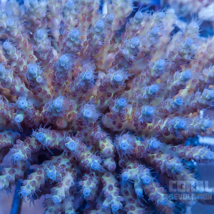 Kaleidoscope coral reef